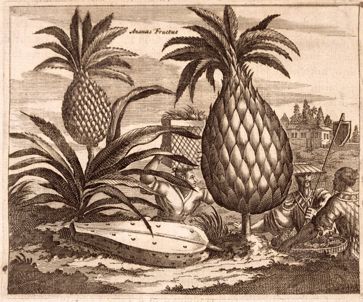 Teelt van Grote Ananassen, illustratie uit een beschrijving van Ambassades naar China, 1690 door English School