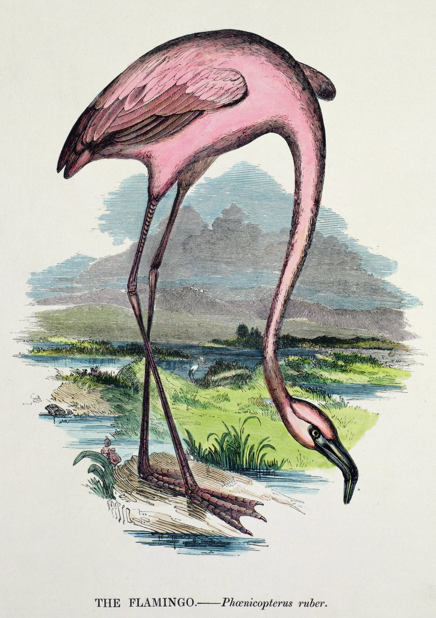Flamingo (Phoenicopterus Ruber) door English School