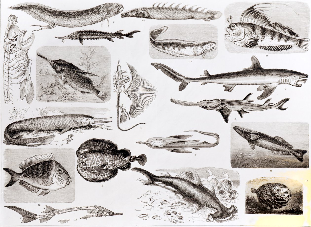 Ichthyologie - Elasmobranch, Ganoïde en beenvissen door English School