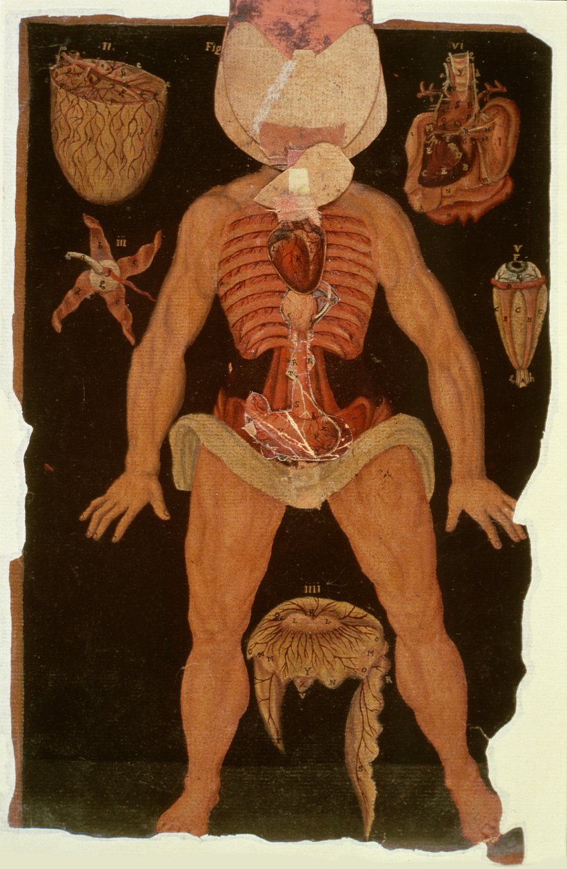 Ms Hunter 364 Tafel XII Dissectie (open toestand) uit Anatomische Tafels, door John Banister door English School