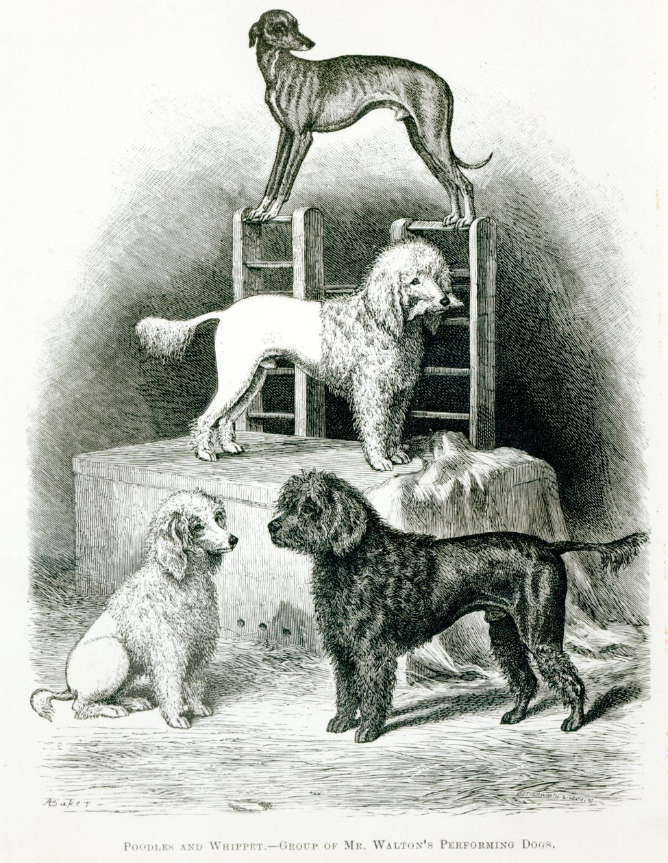 Poedels en Whippet - Groep van de Optredende Honden van de Heer Walton door English School