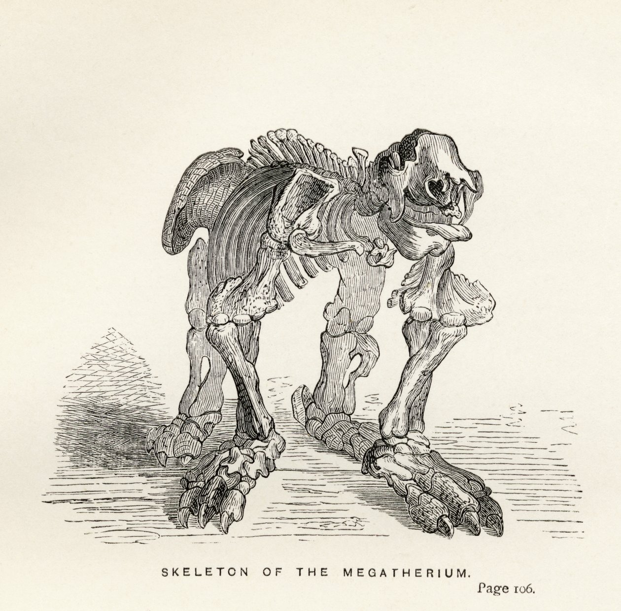 Skelet van de Megatherium, uit 