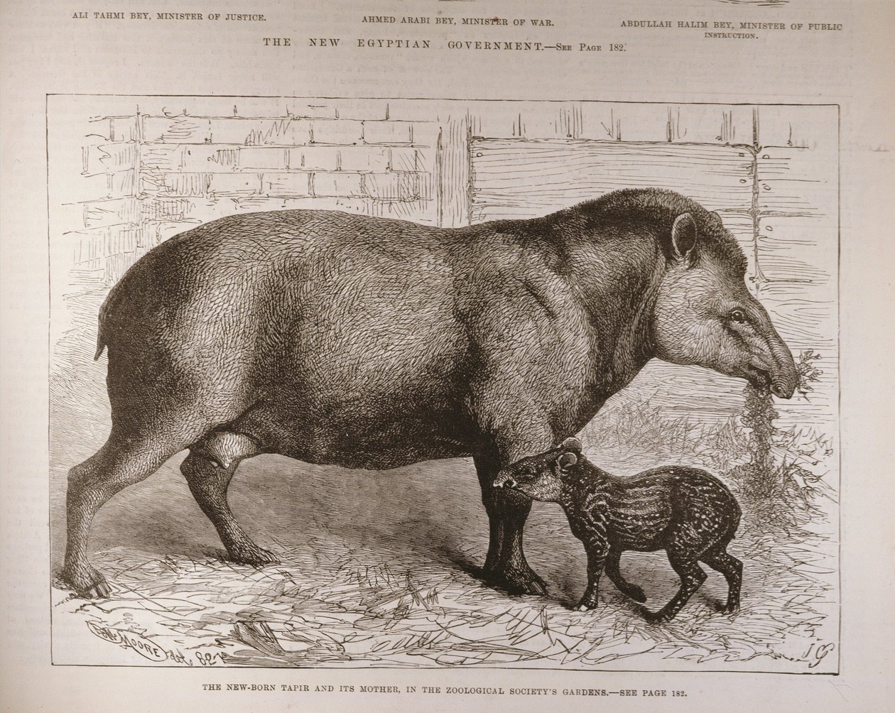 De pasgeboren tapir en zijn moeder, in de tuinen van de Zoological Society, uit 