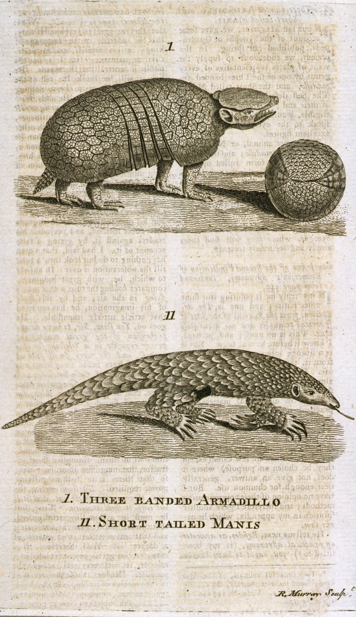 Driebandgordeldier en Kortstaartmanis, uit 