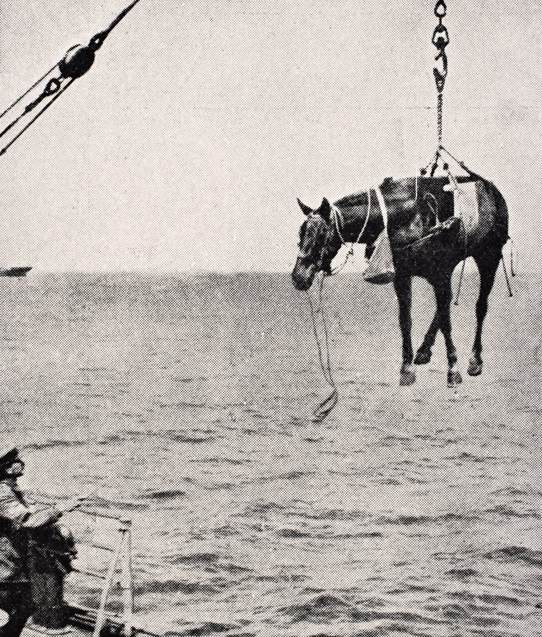 Paard overbrengen van schip naar land in de Perzische Golf, 1915, uit 