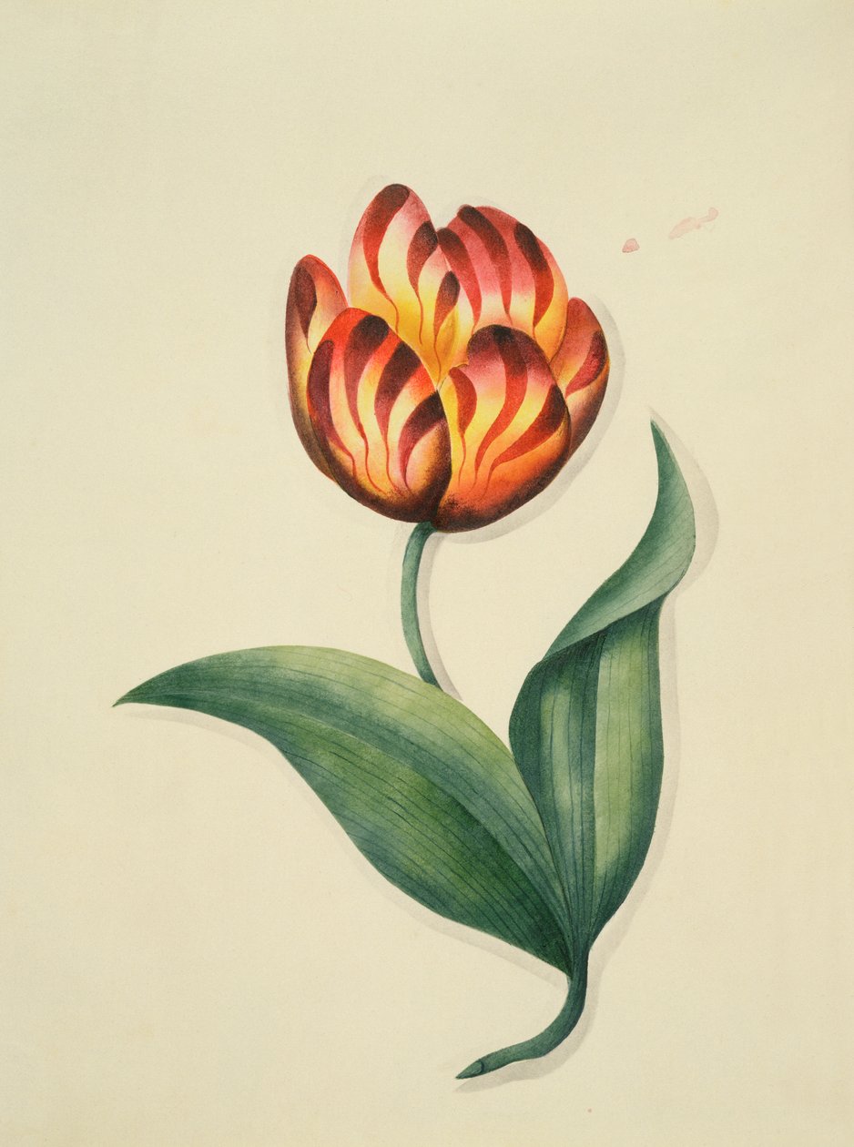Tulp, uit 