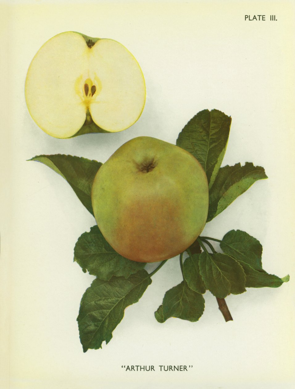Appels van Engeland: Arthur Turner (kleurenfoto) door English Photographer