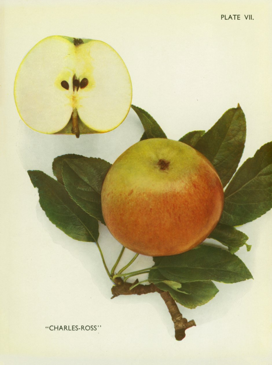 Appels van Engeland: Charles-Ross (kleurenfoto) door English Photographer