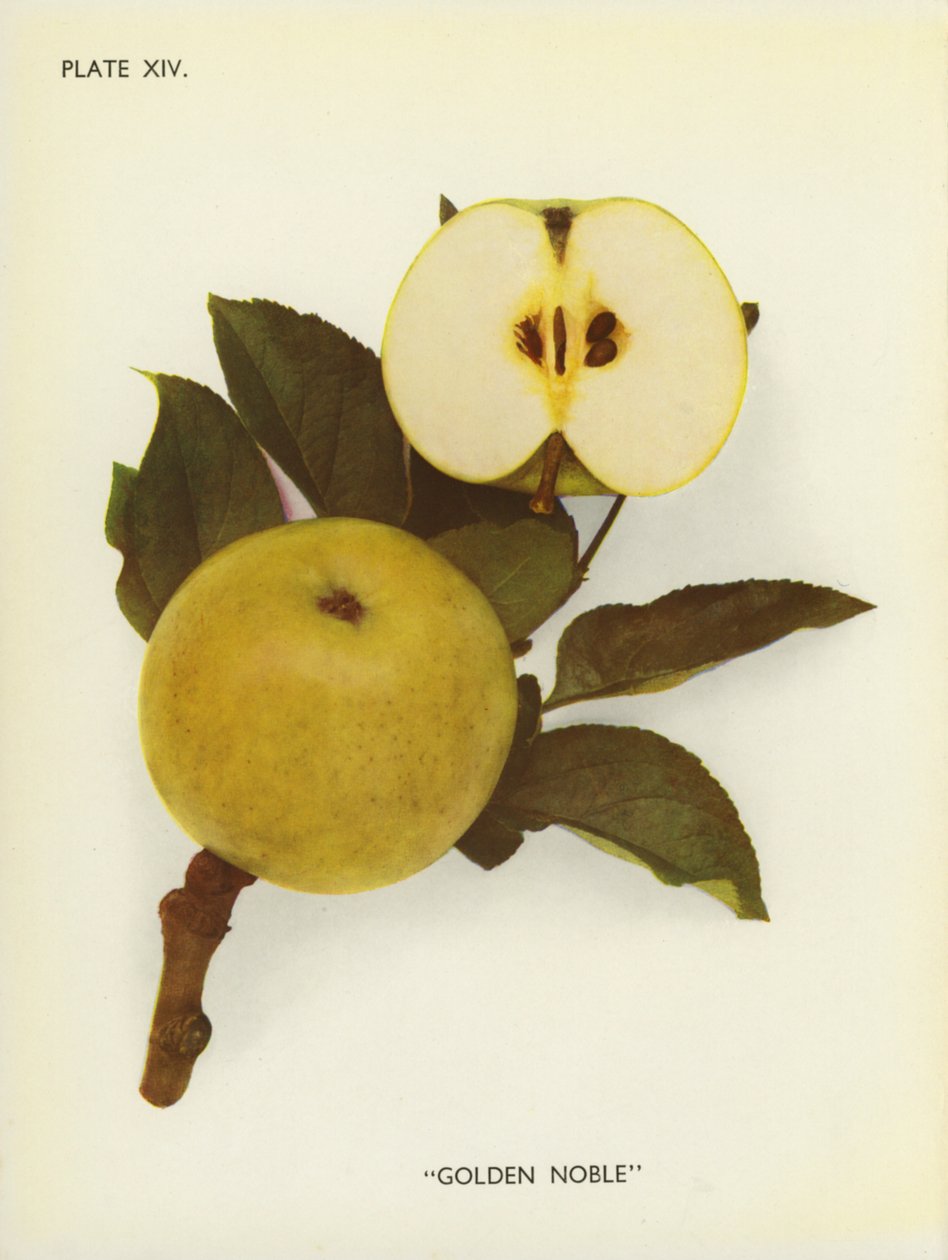 Appels van Engeland: Golden Noble (kleurenfoto) door English Photographer