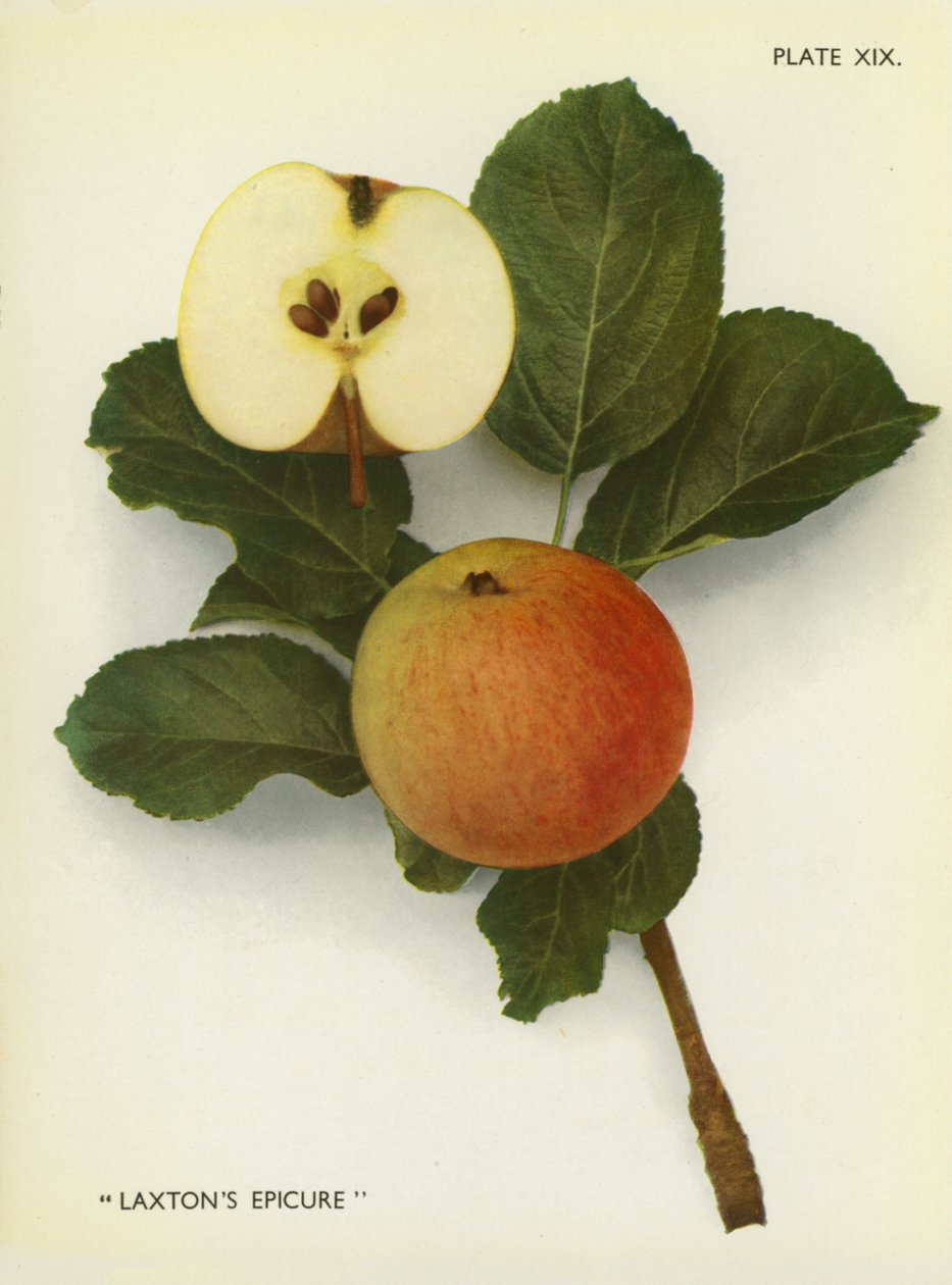 Appels van Engeland: Laxton