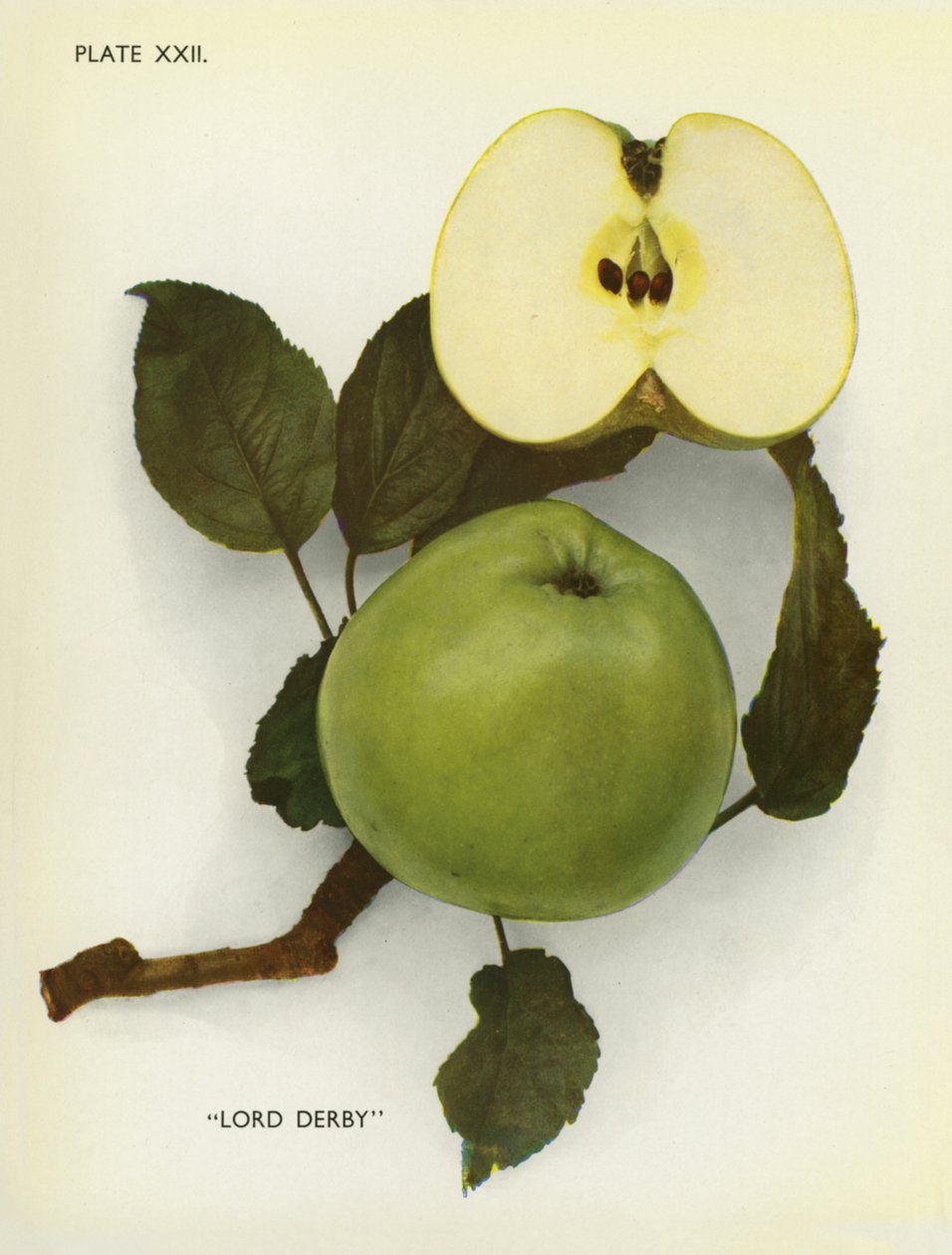 Appels van Engeland: Lord Derby (kleurenfoto) door English Photographer