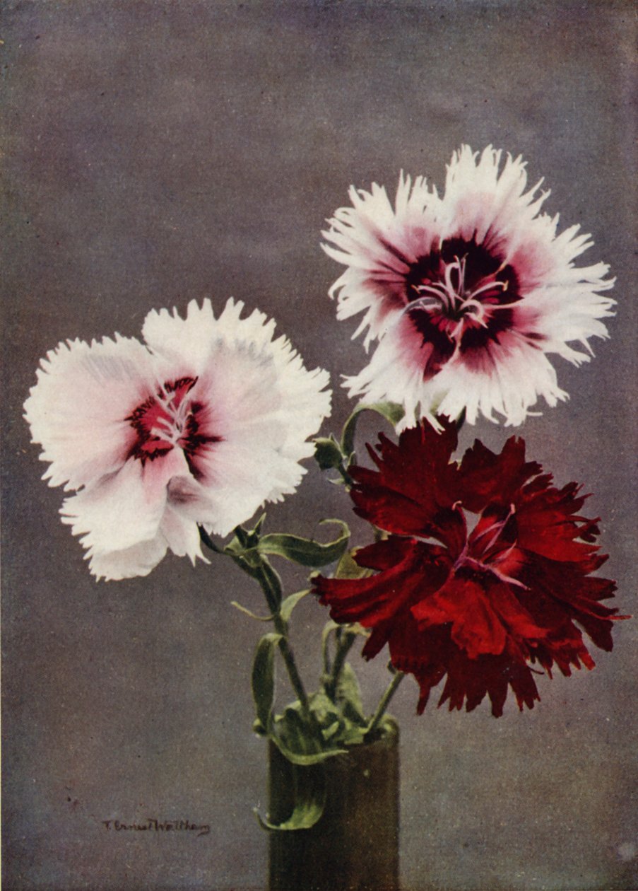 Dianthus Chinensis, var Heddewigii (kleurenfoto) door English Photographer