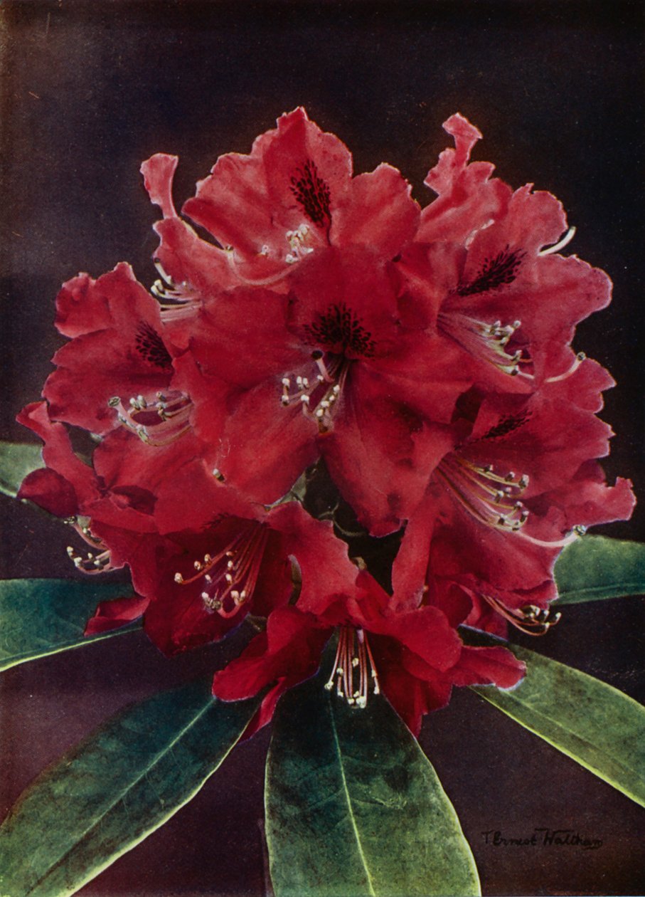 Doncaster (kleurenfoto) door English Photographer