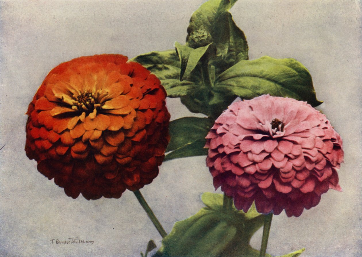 Dubbele Zinnia