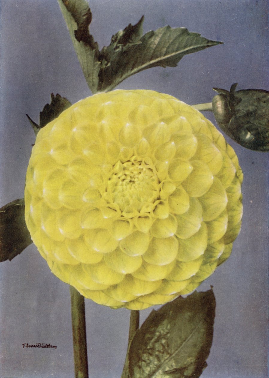 Fancy Dahlia, Mrs Saunders (kleurenfoto) door English Photographer
