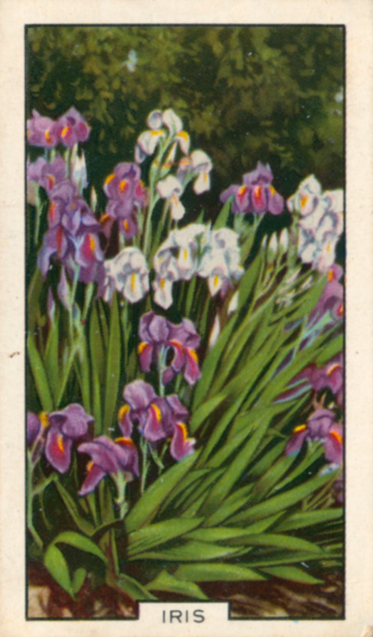 Tuinbloemen: Iris (gekleurde foto) door English Photographer