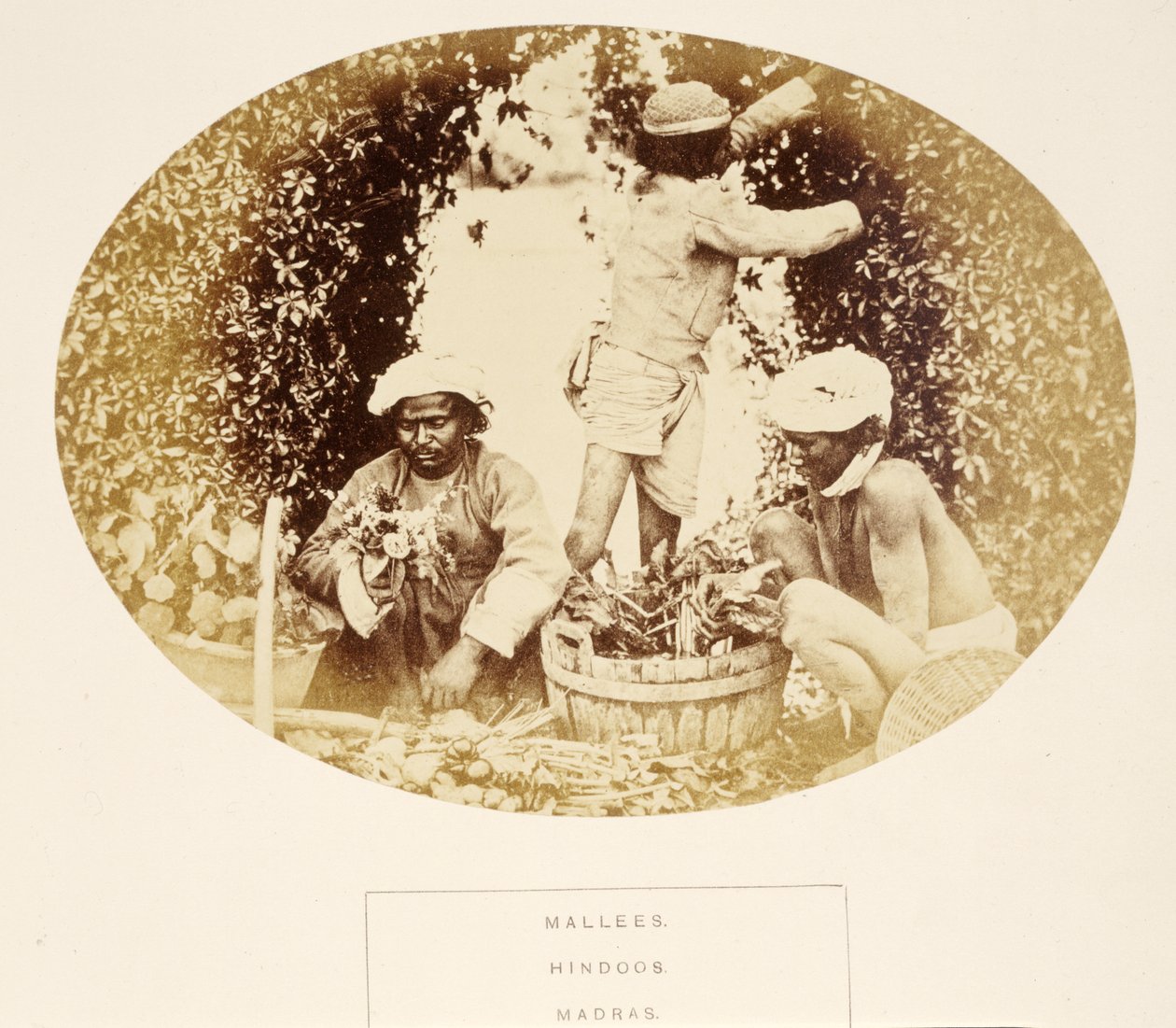 Mallees (tuiniers), Hindoes, Madras, uit The People of India, door J. Forbes Watson, uitgegeven 1868 door English Photographer