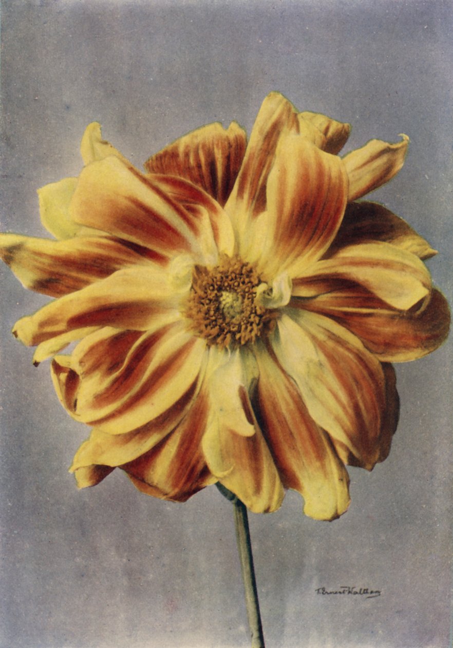 Paeonybloemige Dahlia, De Geisha (kleurenfoto) door English Photographer