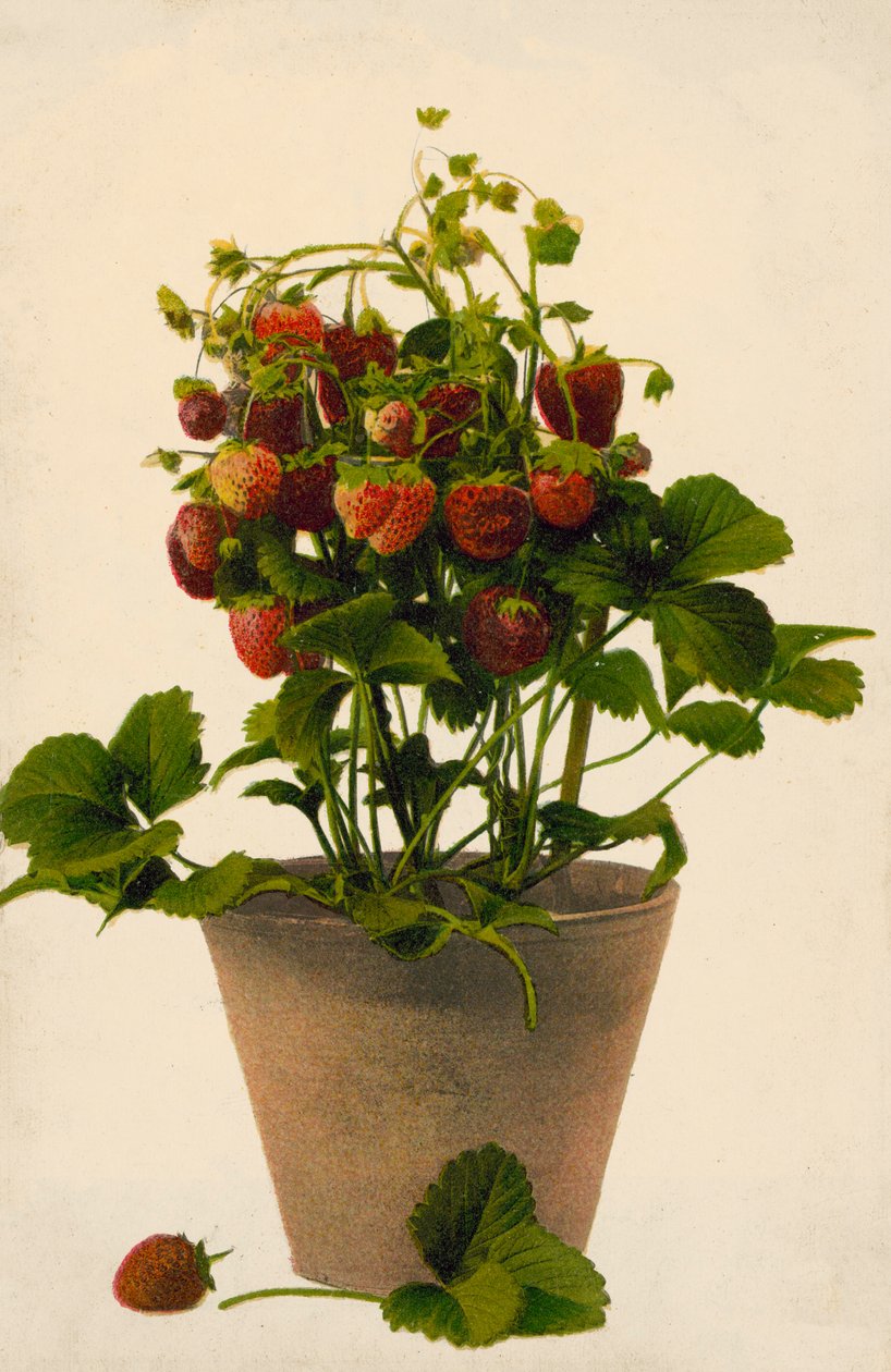 Aardbeien in een pot (gekleurde foto) door English Photographer