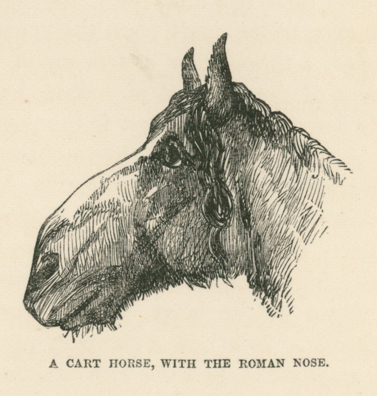 Een karrenpaard, met de Romeinse neus (gravure) door English School