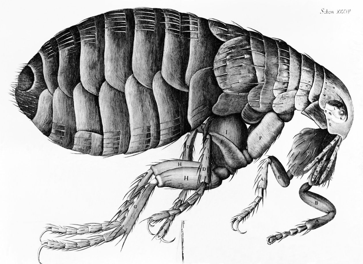 Een vlo van microscoopobservatie door Robert Hooke (1635-1703), 1665 door English School