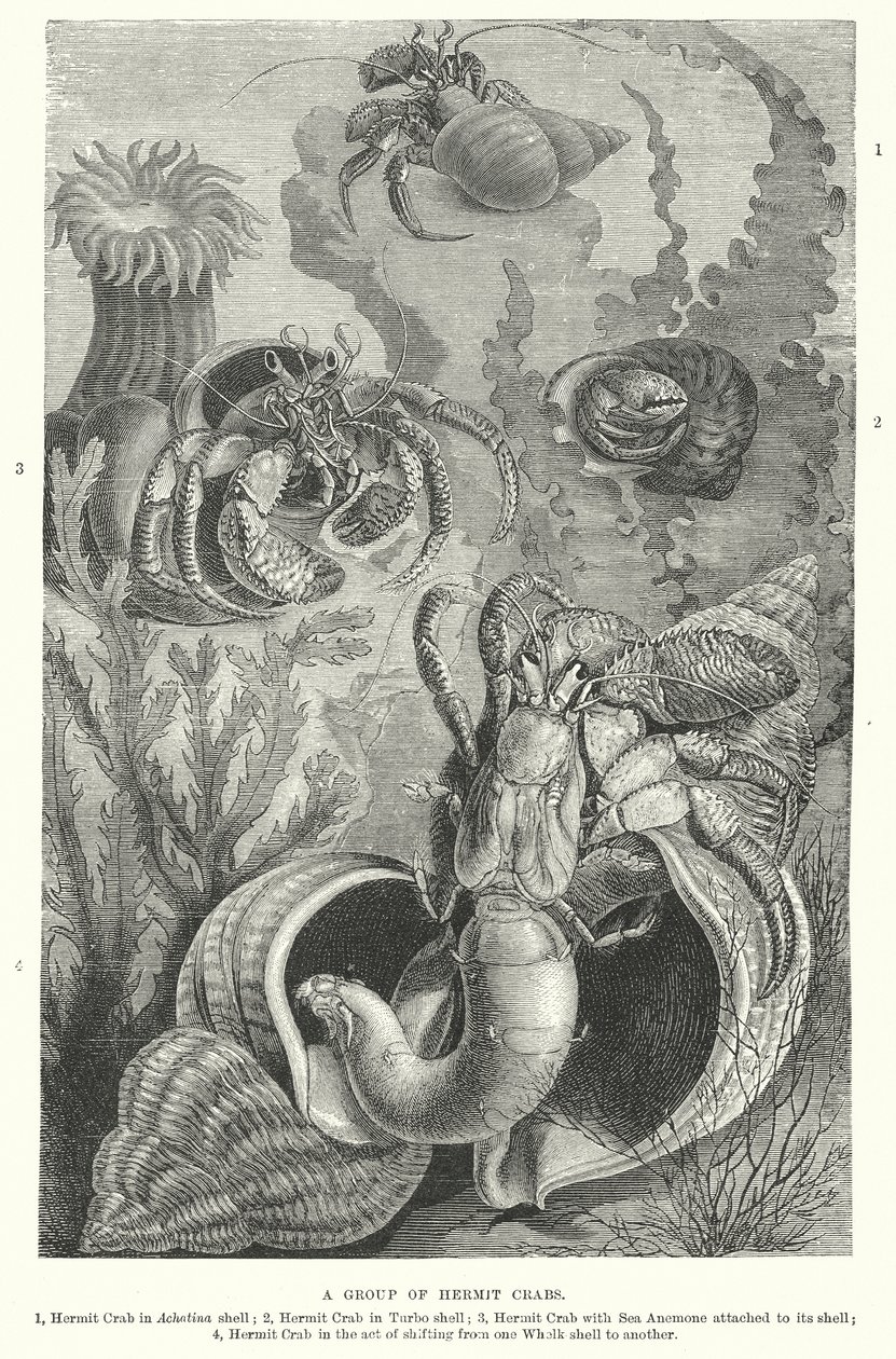 Groep heremietkreeften (gravure) door English School
