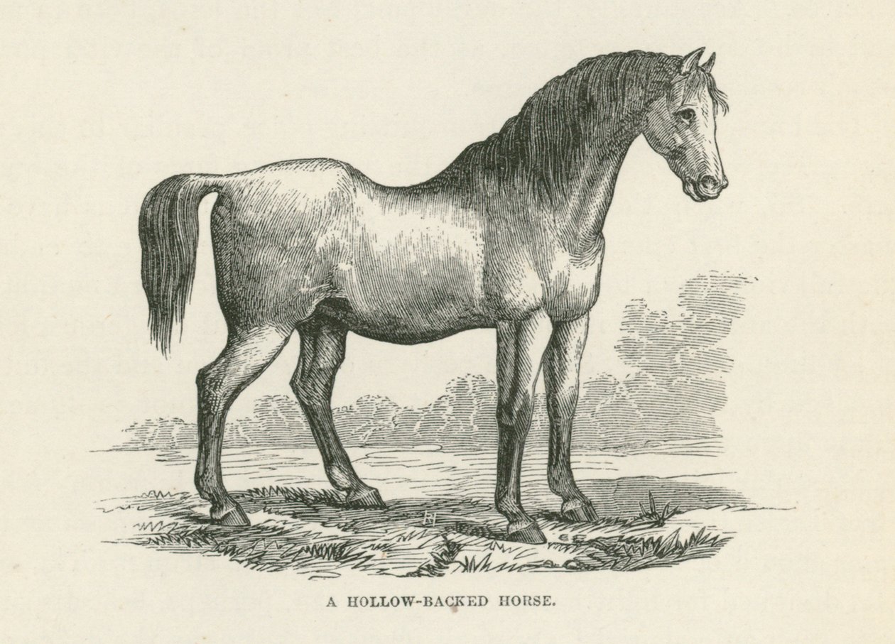Een paard met holle rug (gravure) door English School