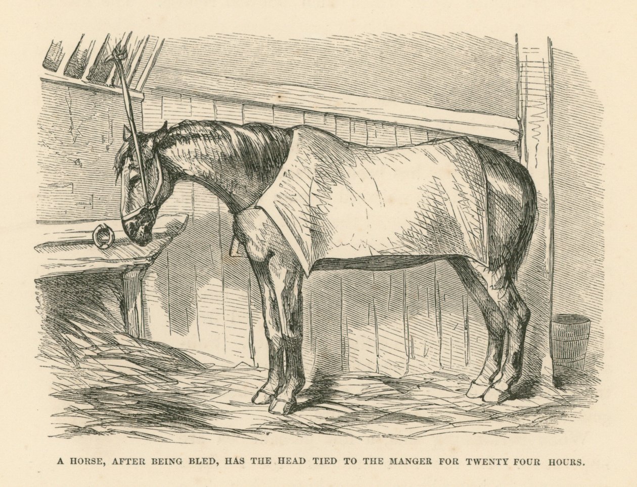 Het hoofd van een paard dat na het bloeden vierentwintig uur aan de kribbe is vastgebonden (gravure) door English School