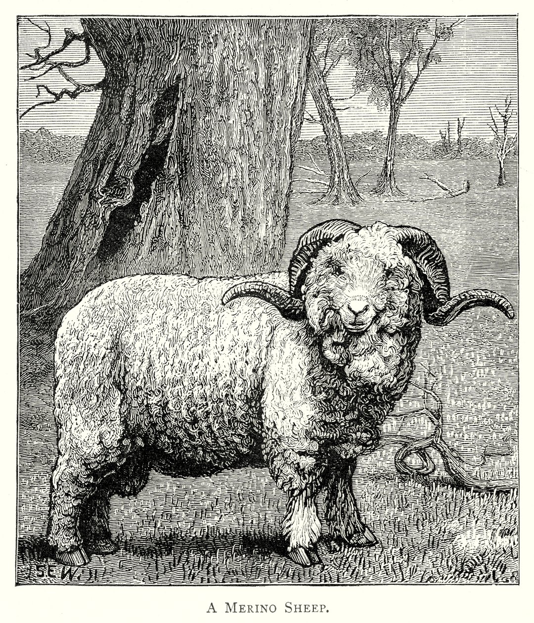 A Marino Sheep (engraving) door English School