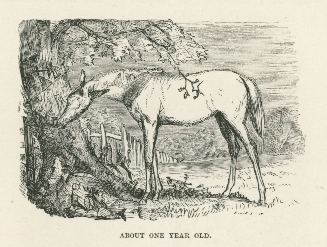 Ongeveer een jaar oud (gravure) door English School