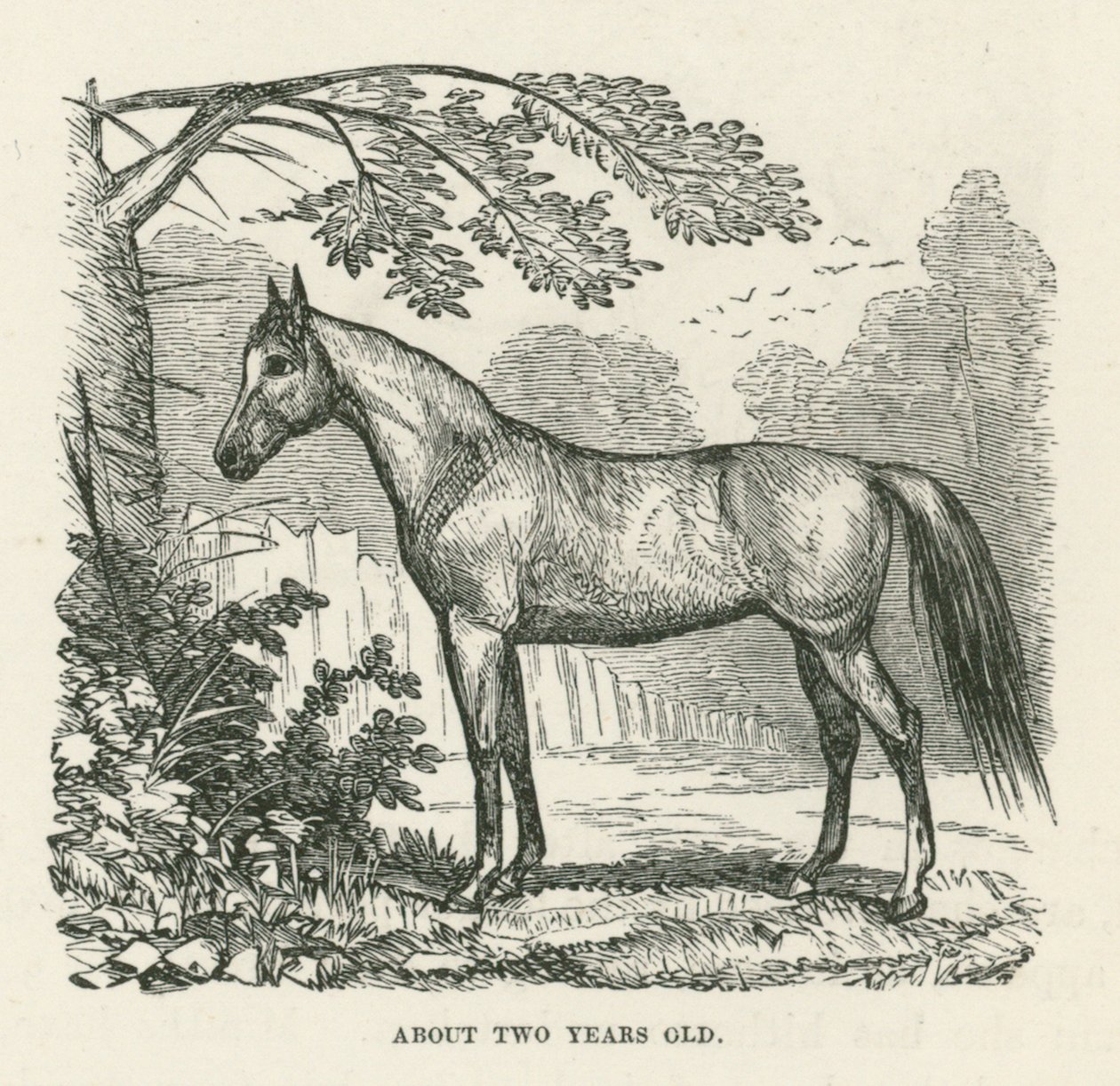Ongeveer twee jaar oud (gravure) door English School