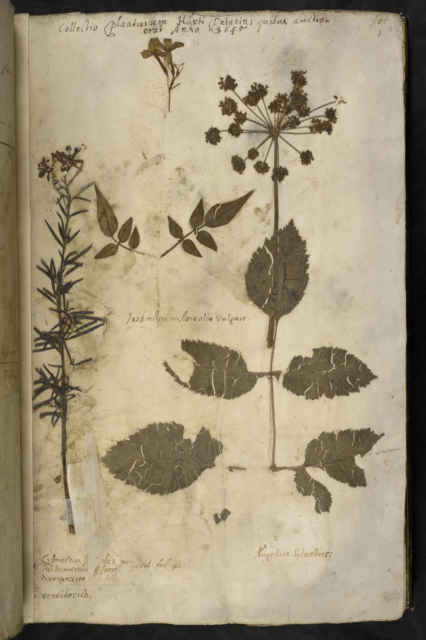Gedroogd plantenspecimen met uitleg, uit de 