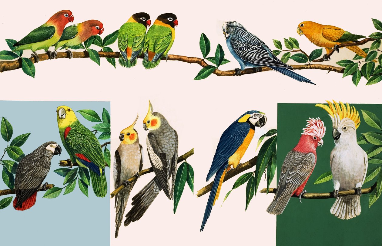 Allerlei mooie papegaaien, illustratie uit 