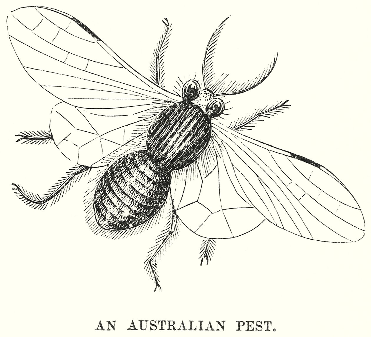 Een Australisch ongedierte (gravure) door English School