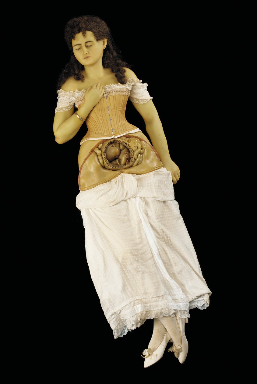 Anatomisch model van een zwangere vrouw (was & textiel) door English School