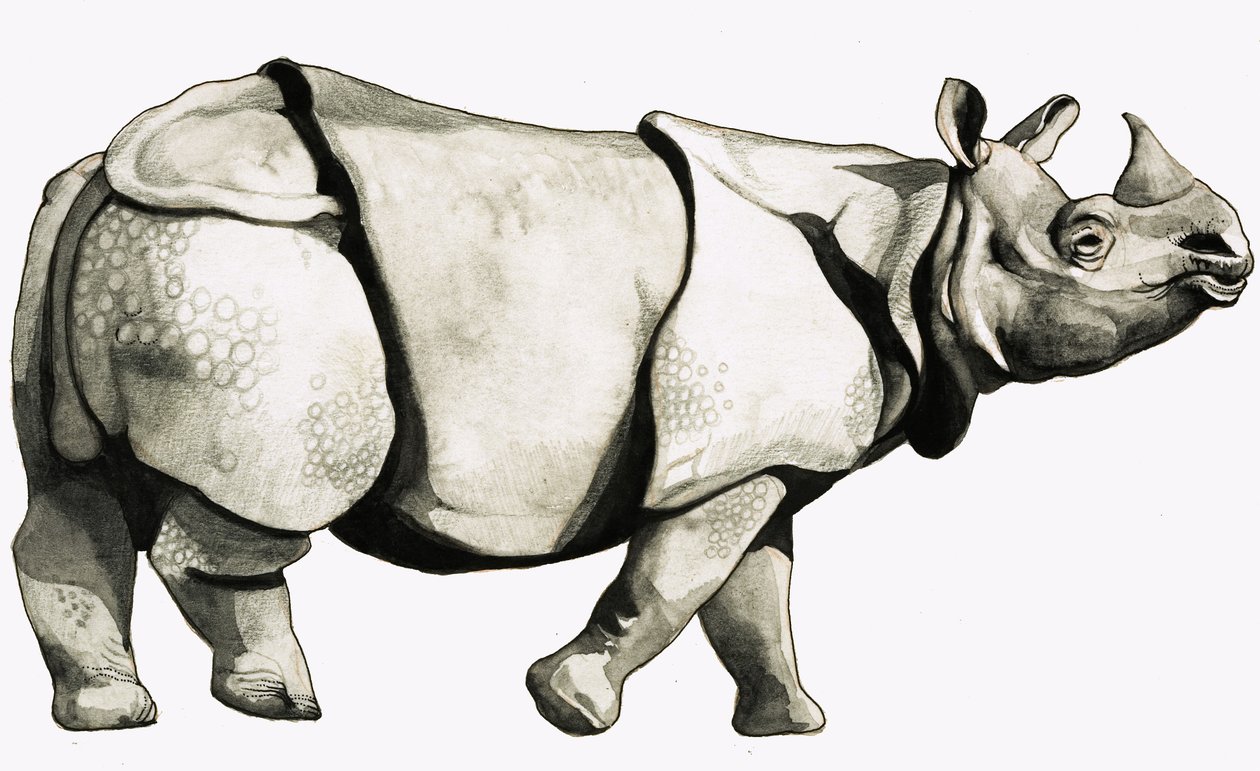 Oude neushoorn door English School