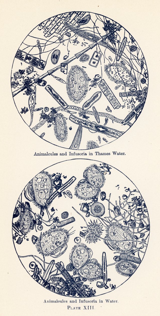 Animalcules en infusoria in water (kleurenlitho) door English School
