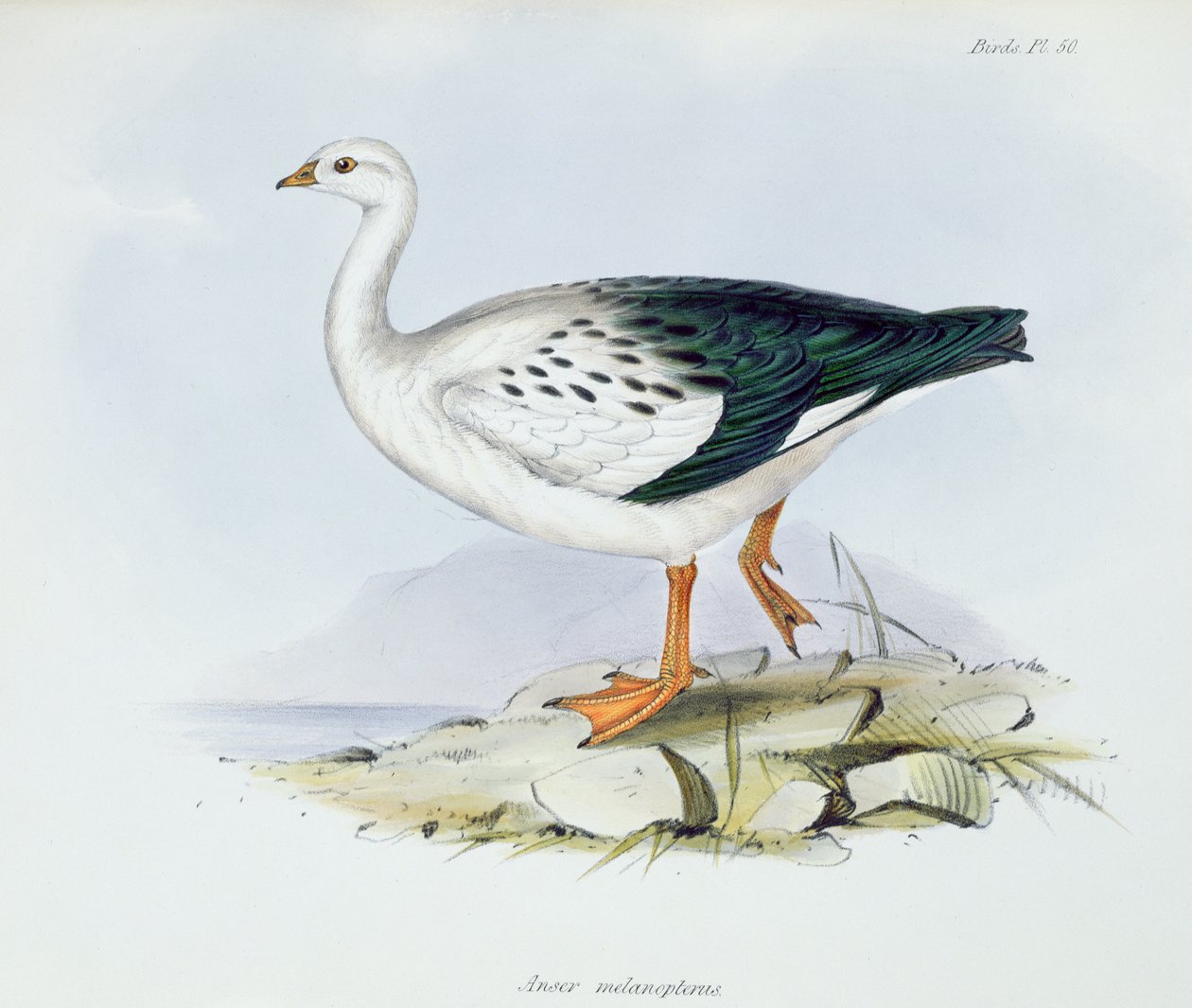 Anser Melanopterus, uit The Zoology of the Voyage of H.M.S. Beagle 1832-36, door Charles Darwin, 1840 door English School