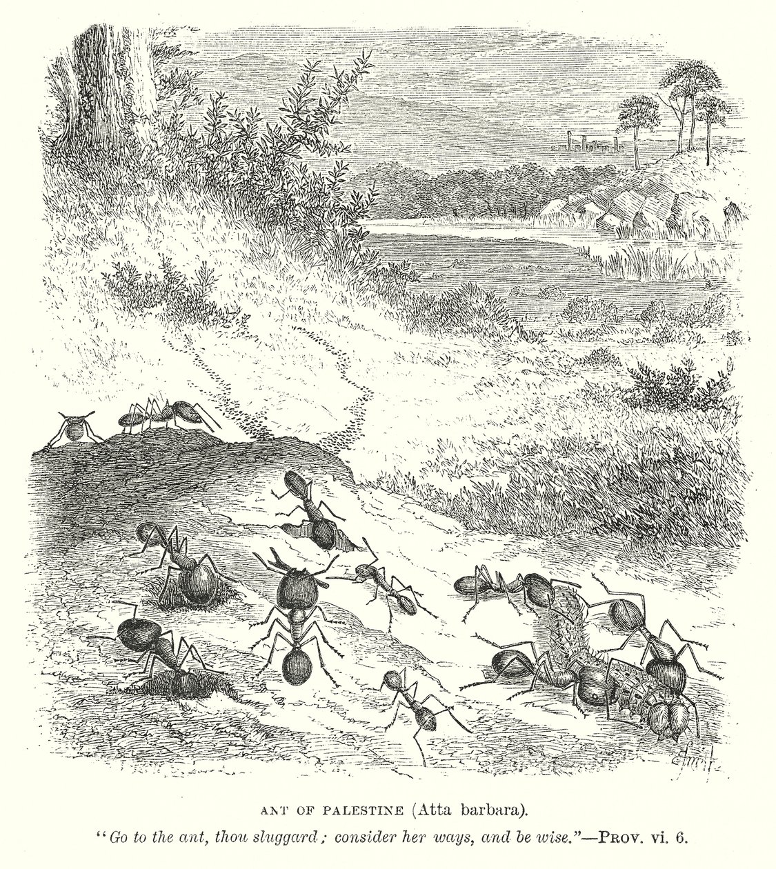 Mier van Palestina (Atta Barbara) (gravure) door English School