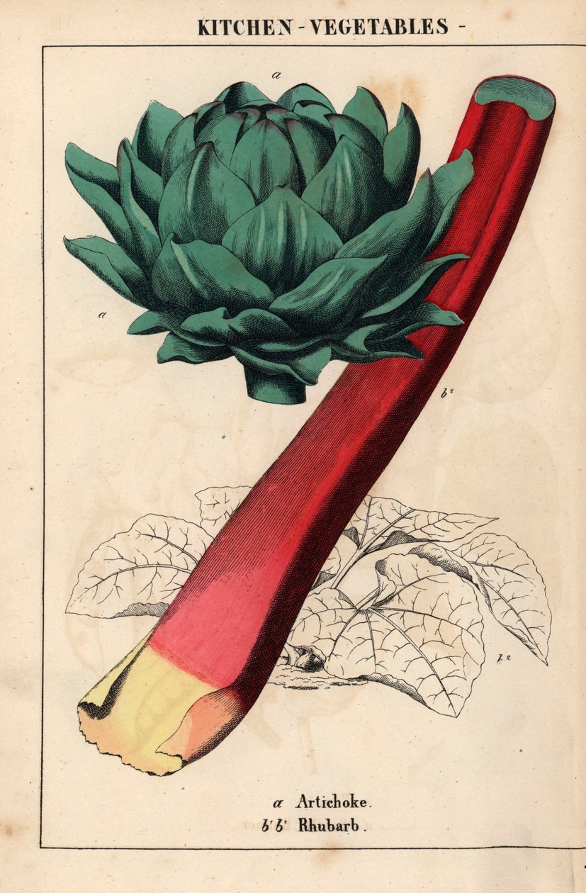 Artisjokhart en karmozijnrode rabarber, uit "The Instructive Picturebook, or Lessons from the Vegetable World," [Charlotte Mary Yonge], Edinburgh door English School
