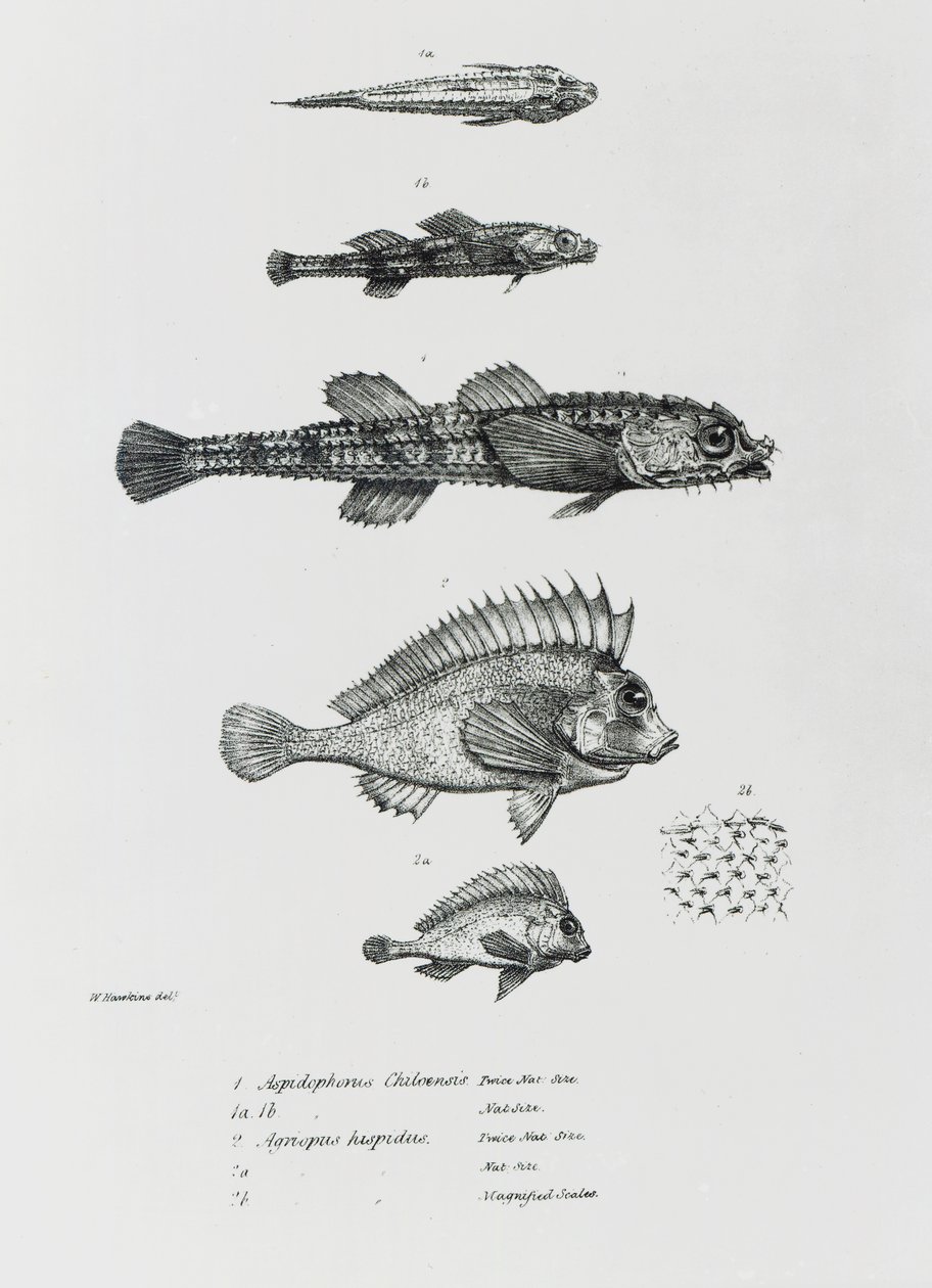 Aspidophorus Chiloensis en Agriopus Hispidus, plaat 7 uit 
