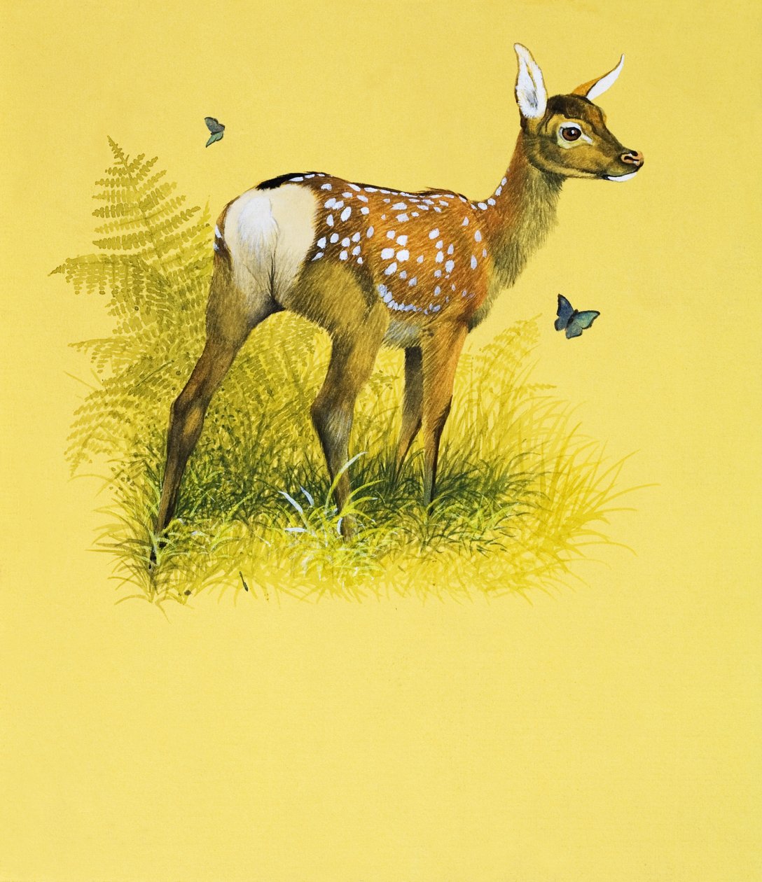 Baby hert (gouache op papier) door English School