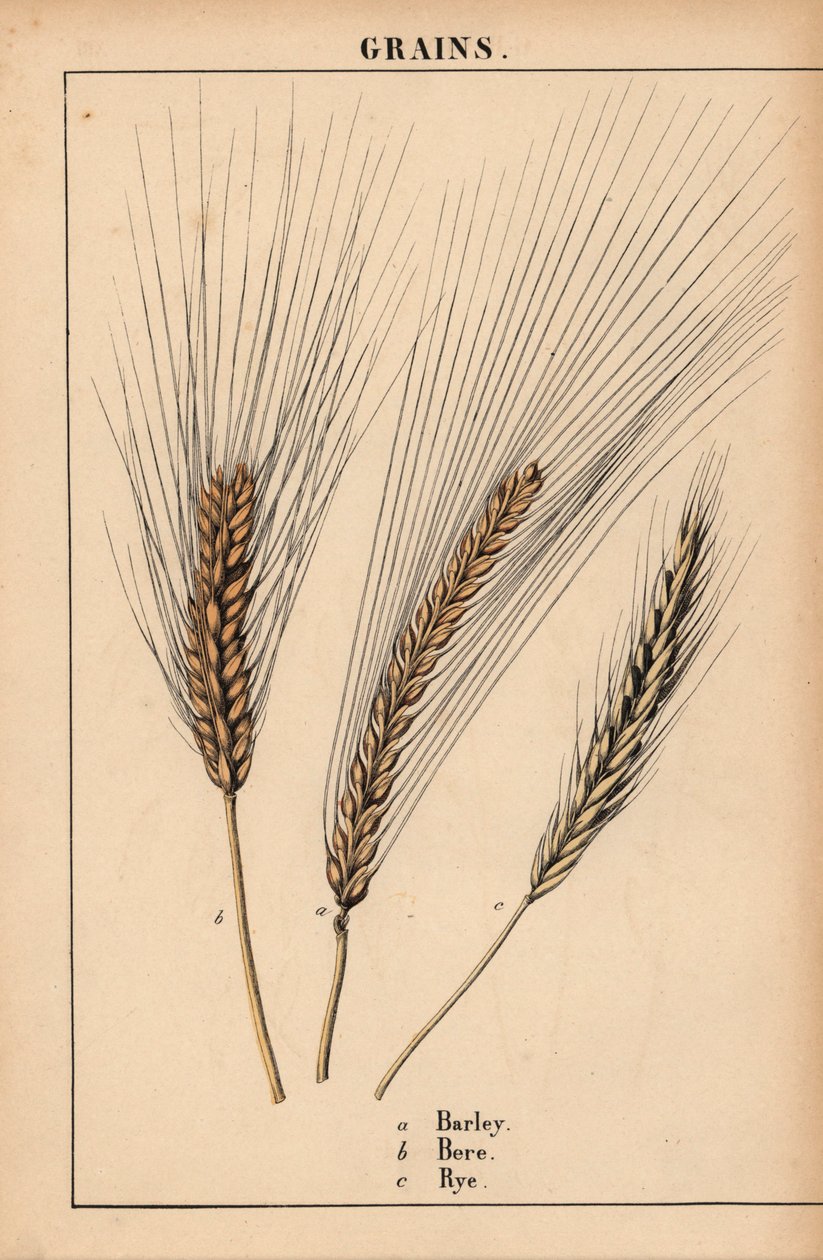 Gerst, bere en raaigras, uit "The Instructive Picturebook, or Lessons from the Vegetable World," [Charlotte Mary Yonge], Edinburgh door English School