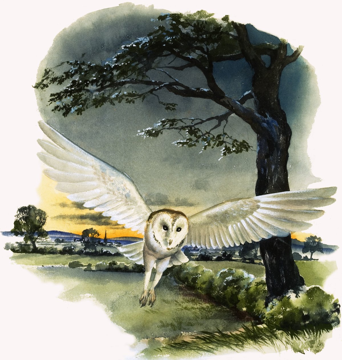 Kerkuil in de vlucht, illustratie uit 