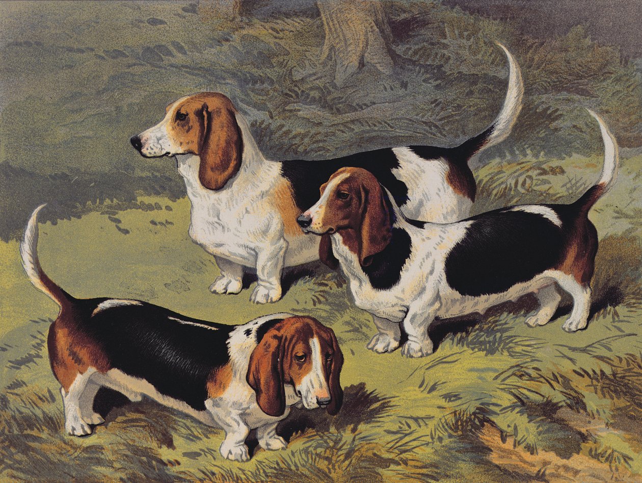 Basset Honden, 1890 door English School