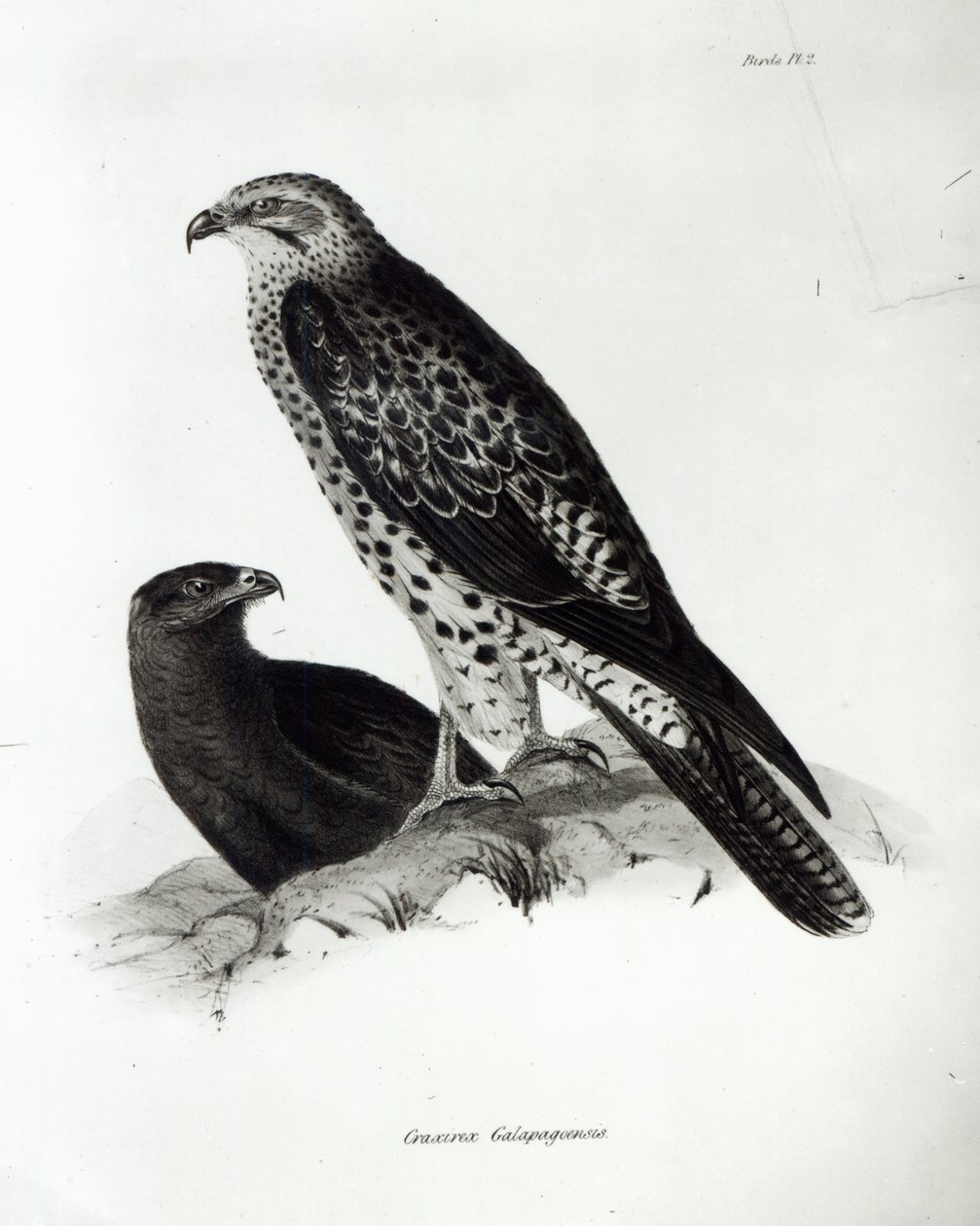 Roofvogels, plaat 2 uit 