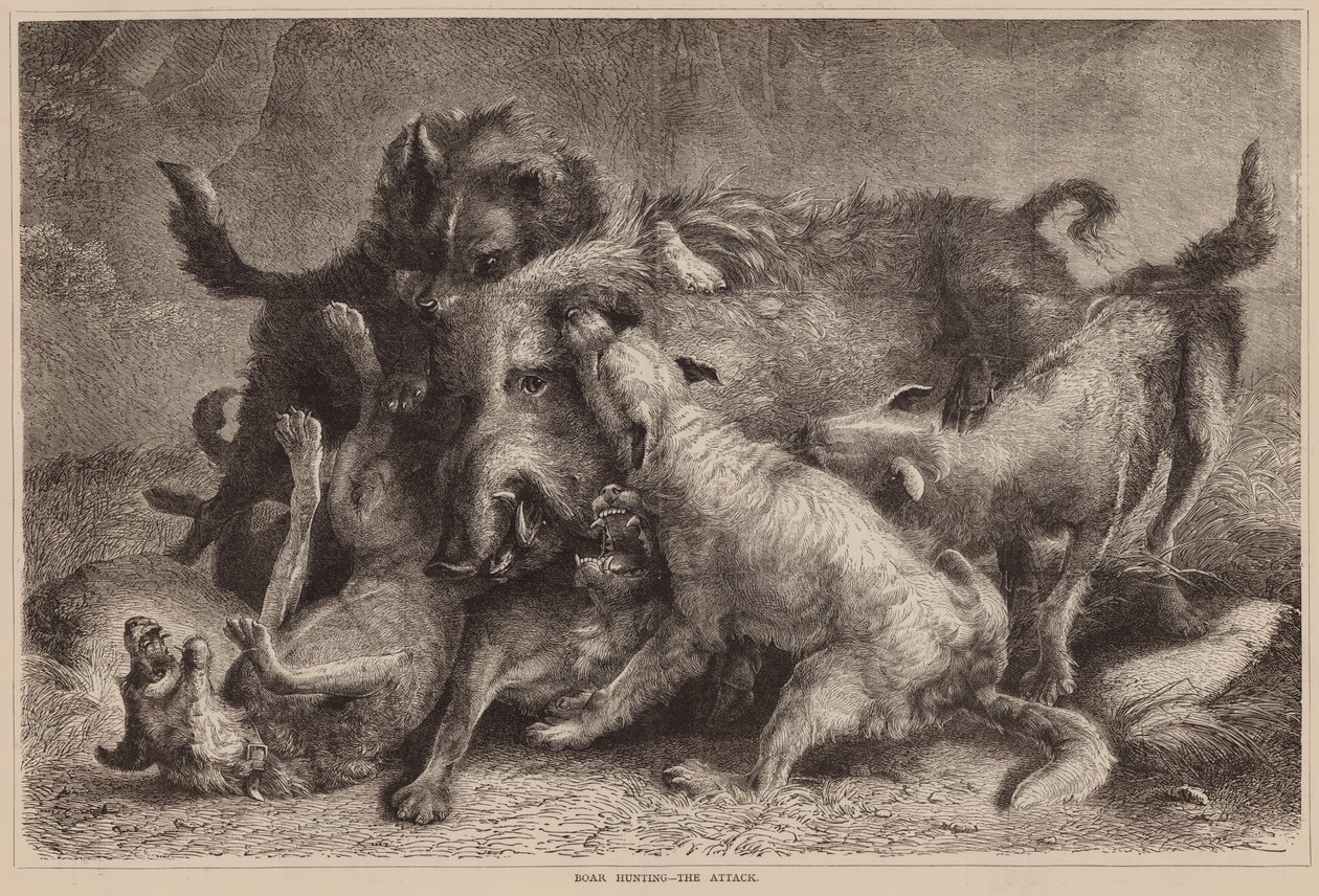 Zwijnenjacht, de aanval (gravure) door English School