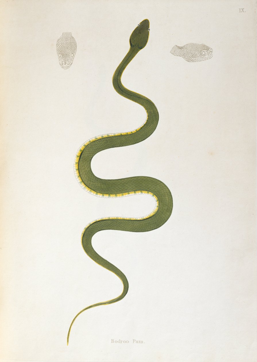 Bodroo Pam Slang uit Een Verslag van Indiase Slangen verzameld van de Kust van Coromandel door Patrick Russell, Londen, 1796 door English School