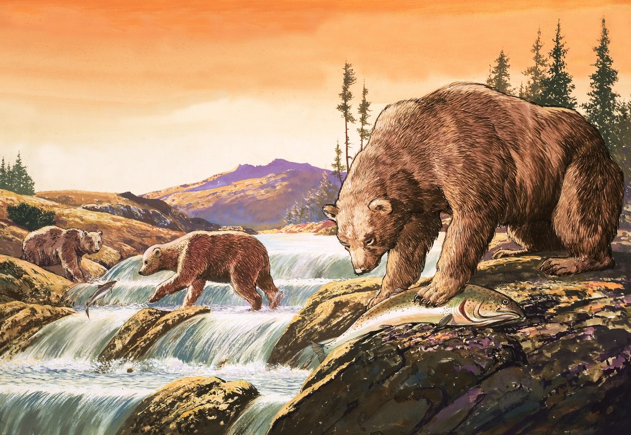 Bruine beren uit Alaska, illustratie uit 
