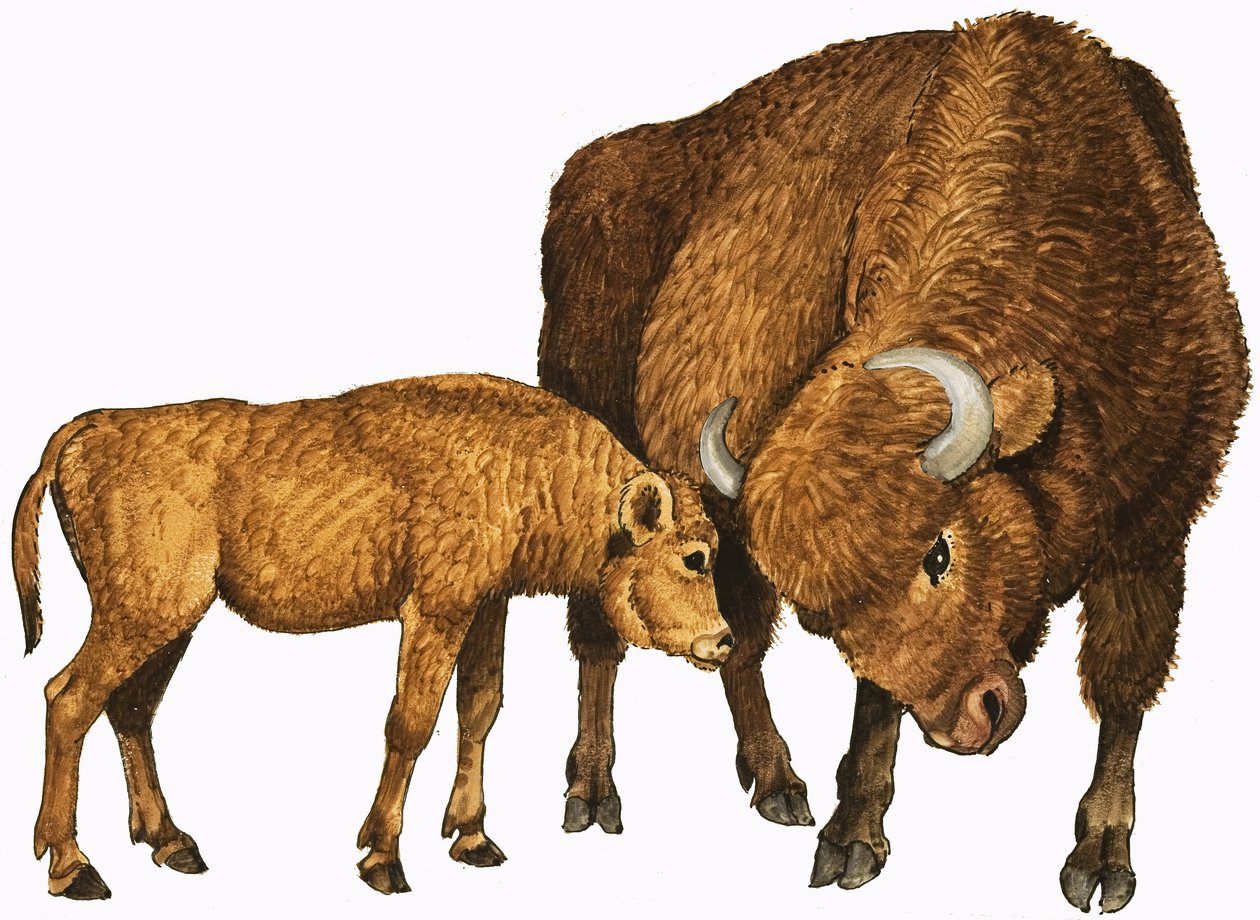 Buffel en kalf door English School